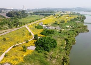 [드론이 본 세상] ‘샛노란 금계국’ 이국적 풍경... 가히 ‘장관’ 이로세
