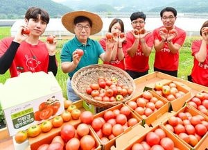 [특집·광주시] “함께 이겨내요” 퇴촌 토마토 농가 돕기 앞장
