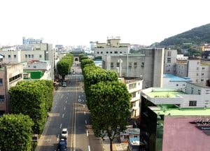 [드론이 본 세상] 네모·동그란 가로수들 ‘눈길 끄네’