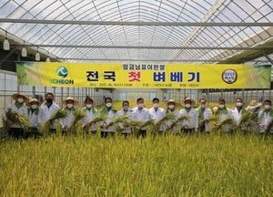 이천시, 전국 첫 벼 베기···극조생종 '모내기 후 129일 만에 수확'