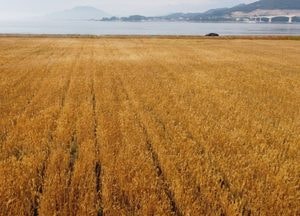 [드론이 본 세상] 석양빛 제대로 머금고 추수 기다리는 ‘봄보리’