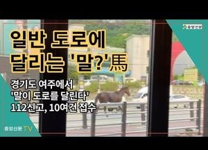 [중앙신문TV] 여주시내 도로 달리는 말...한바탕 소동