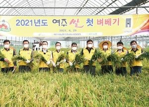 '쌀산업 특구' 여주시, ‘대왕님표 여주쌀’ 올해 첫 벼베기