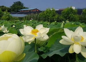 [포토] 남한강변 세미원으로 연꽃 여행 떠나볼까...개화 시작