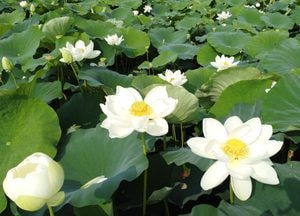[드론이 본 세상] 양평 남한강변 세미원 연꽃 개화 시작