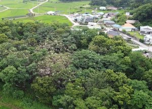 [드론이 본 세상] 청렴한 선비의 상징...‘여주 신접리 백로와 왜가리 번식지’