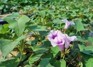 [포토] 100년에 한번 핀다는 행운의 고구마꽃에서 벌들의 꿀사냥