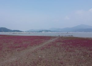[드론이 본 세상] 주단 깔아놓은 듯...석모도 갯벌 ‘홍함초’