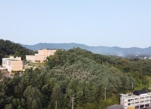 [드론이 본 세상] 자신들의 터전 옮긴 양평의 백로·왜가리