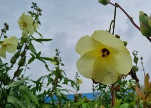 [포토] 식물 콜라겐 '금화규'
