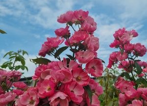 [포토] 가을 비추는 양주 나리공원의 안젤라 장미