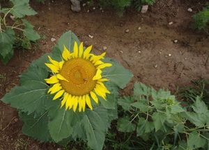 [드론이 본 세상] ‘너무 신기해’...하늘만 보는 해바라기
