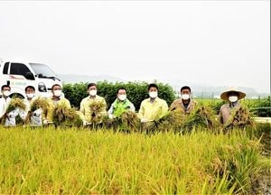 이천시 첫 벼베기…국내산 품종 해들 수확