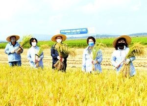 파주시, 추석 전 올 ‘첫 벼베기’··· ‘한수위쌀’ 임금님께 진상한 장단삼백