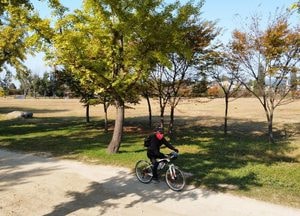 [포토] 여주 강천섬서 즐기는 "은행나무길 라이딩"