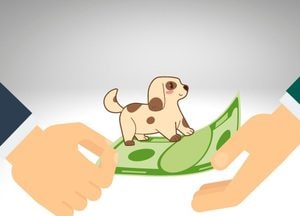 ‘무료로 강아지 입양 도와준다’...찾아가면 ‘돈 요구하는 유기견 보호소’