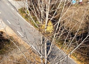 [포토] 까치집에도 가을이...