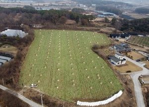 [드론이 본 세상] 막바지 ‘무 수확 현장’