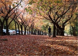 [포토] '소설' 겨울 재촉ᆢ맹추위로 스산함 엄습