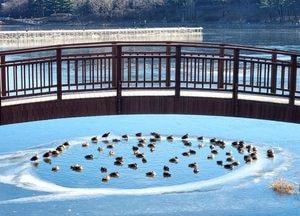 [포토] 한파 속 ‘휴식하는 청둥오리’