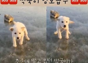 강아지 몸보다 큰 돌덩이 결박해 언 호수에 버린 견주 "검거"