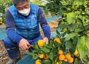 [화요기획] 제주에서나 볼 수 있던 ‘감귤’...이제는 인천시대 열리나