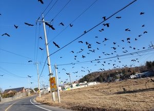 [포토] 여주 농촌마을에 ‘까마귀떼’ 수천여 마리 출몰