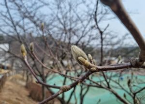 [포토] 꽃 터뜨릴 듯 '한껏 부풀어 오른 목련 몽우리'