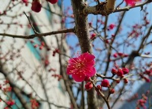 [포토] 양평의 봄소식···개화 시작한 붉은 꽃 '홍매화'