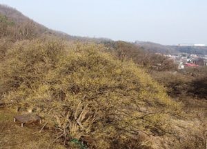 [드론이 본 세상] 산수유꽃축제 취소된 ‘이천백사 산수유나무 군락지’