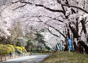 코로나19 확산...‘경기도청 봄꽃축제’ 개최하지 않기로