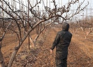 파주시 ‘과수화상병 예방 행정명령’ 발령···소·염소 사육농가 대상 구제역 백신 접종