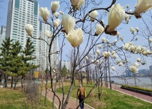 [포토] 목련 꽃대궐 산책
