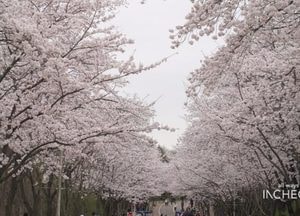 인천시 ‘벚꽃구경, 인천 공원으로 오세요’