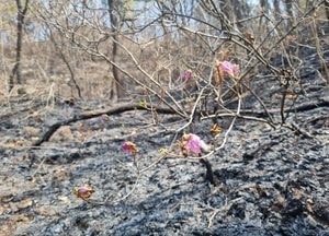 [현장포토] ‘시커멓게 변한 화재 현장, 청량산엔’