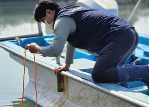 경기 서해안서 올해 첫 ‘비브리오패혈증균’ 검출...경기도, 감염 주의 당부