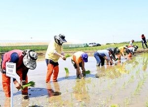 파주시, 북한지역 적응성 확인  위한 벼농사·콩 재배 행사