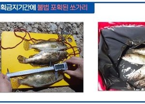 금어기에 쏘가리 낚시·무허가 그물로 물고기 대량 포획 등 경기도 특사경, 내수면 불법 어업행위 12건 적발