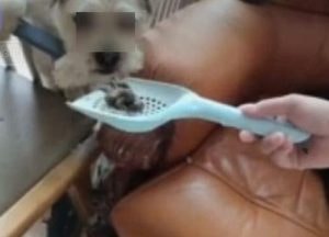 “반려견에게 반려묘 똥 먹여” 인터넷방송 진행자 엽기행각 논란