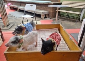 [사진으로 봤다] 동물 통해 ‘생명존중 배울 수 있는 곳’···아이들에게 큰 인기, 돼지박물관