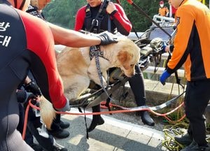 물에 빠진 반려견 구하려다 급류에 휩쓸린 40대, 시민구조대가 구조