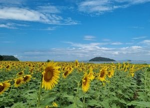 [화요기획] 인천지역 낙후 ‘섬’ 살리기 국비 30억 프로젝트 ‘빛’ 보나