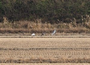 김포시, 반가운 손님 ‘재두루미 가족’ 찾아왔다… 하성면 후평리에서 쉬는 모습 '포착'