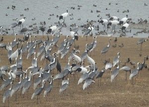 파주시 탄현면, 겨울철새 먹이주기 개최…천연기념물 202호 두루미 ‘DMG서 월동’