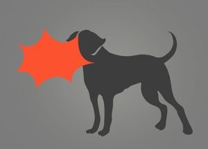 2년간 경기도내 개물림사고 15건 발생, 견주 7명 처벌 받아