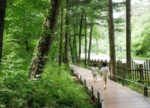 道, 탄소저감 향한  산림녹지사업 1333억 투입...산림휴양시설 38개소 조성·보완