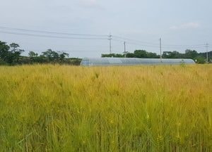 도, 밀·콩 등 심으면 ㏊당 250만원까지 직불금 지원