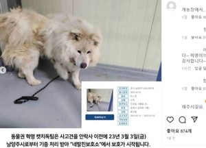 남양주서 50대 여성 살해한 개, 동물보호단체가 인수