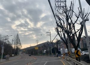 보기에도 힘들어...가로수 수난