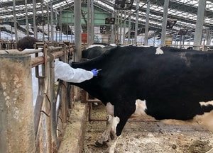 파주시, 소·돼지·염소·사슴 등 ‘백신 접종‘…내달 사육 농가 513가구 ‘3만 1184마리’